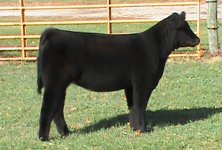 Heat Wave x Meyer Heifer 1 .JPG