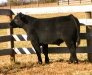 Reeheights Steer 2.jpg