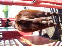 Steers and Heifers 2010 004.jpg