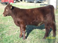 Steers and Heifers 2010 062.jpg