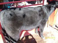 Steers and Heifers 2010 011.jpg