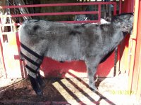 Steers and Heifers 2010 016.jpg