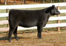 Tag 14 Monopoly X Jazz-Angus Heifer internet.jpg