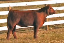 Red Heifer 1 internet.jpg