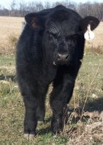 HEIFER 012_crop.jpg