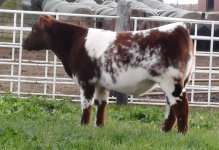 Dr Who 8N Red Roan Steer.jpg