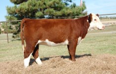 Kinder Herefords BFx707(2).jpg