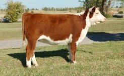 Kinder Herefords Git R Done x 381L(2).jpg