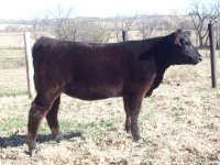 Blk Shadow Heifer Side Profile.jpg