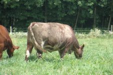lindy 004 (Medium).jpg