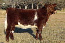 Fraser's Xena Ruby 2X.JPG