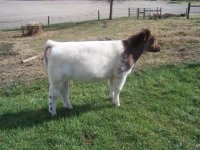 shorthorn.JPG
