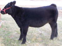 cattle1.png