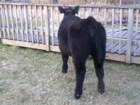 cattle2.png