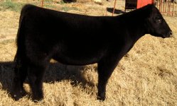 126 I am legend X Whiskey for my men Heifer.jpg