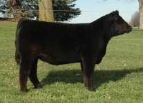 SM x Angus hfr. side.JPG