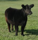 SM x Angus hfr. frnt..JPG