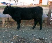 172 Heifer 003.jpg