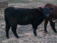 172 Heifer 001.jpg