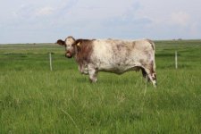 0128 on pasture.jpg
