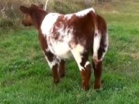 Dr Who X Double Vision Shorthorn Rear View month old Photo.jpg