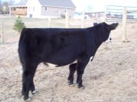Brockle steer 009.jpg