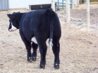 Brockle steer 004.jpg