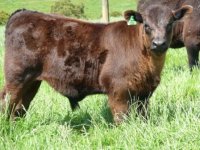 Calf2.jpg