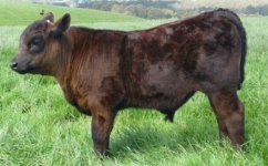 calf3.jpg