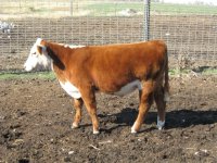 steer 025.jpg