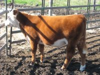 steer 009.jpg