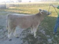 cow1.jpg