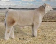 cow3.jpg