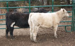 mkt heifers.jpg
