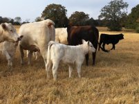 charolais.jpg