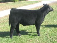 layla heifer.jpg