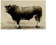 a old bull 1932.JPG