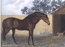 Godolphin Arabian.jpg