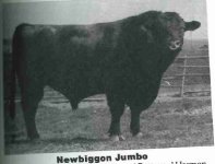 newbiggon jumbo.jpg