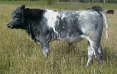 Winalot Kannon blue calf.jpg