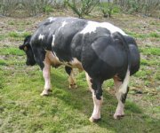 supercow02.jpg