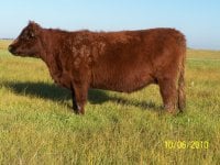 204 Red Galloway cow.jpg