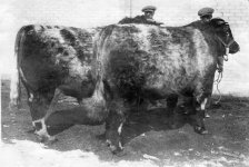 Ch_Res Ch Regina Bull Sale 1930.jpg