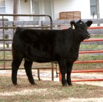 X31 Meyer Heifer Front View.jpg