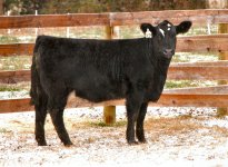 X34 Meyer 734 Profile Pict.jpg