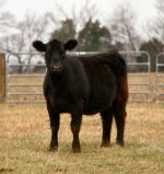 Quarter Blood Heifer Internet.jpg
