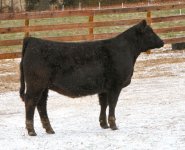 Quarter Blood Heifer Profile Internet.jpg