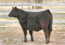 Quarter Blood Heifer Rear View Internet.jpg