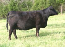 BP Angus Cow Internet.jpg