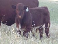 red creek calf.JPG